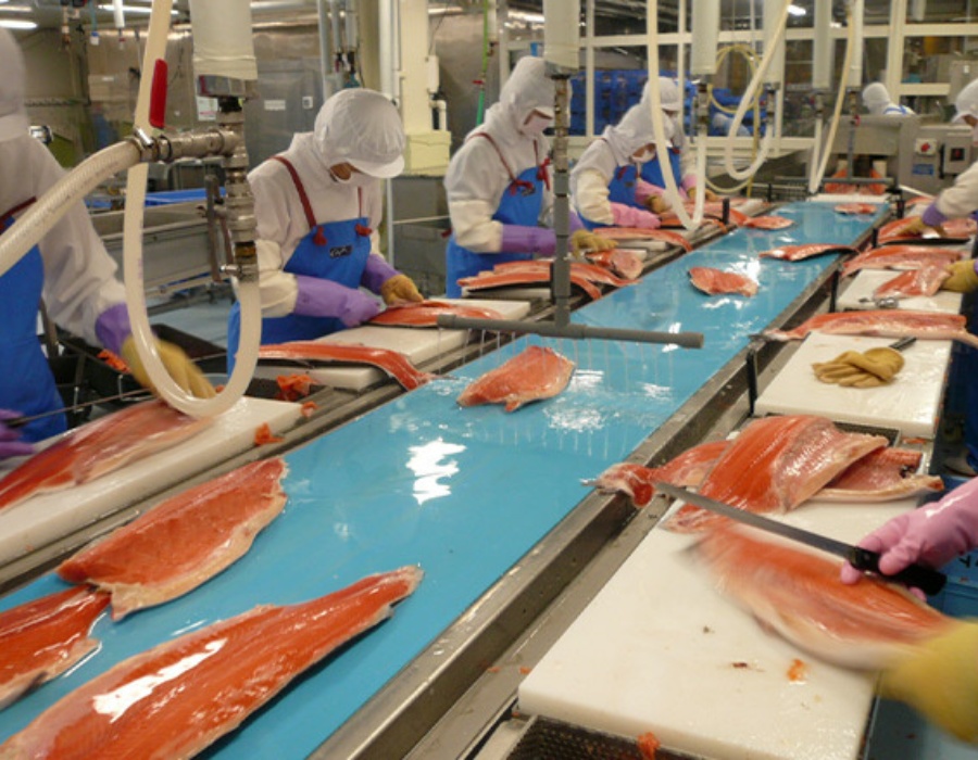 Băng tải thực phẩm châu âu, băng tải habasit, pvc, pu, tpu